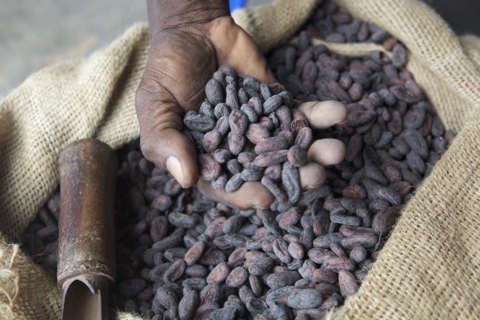 nestle-cocoa-beans