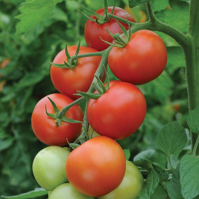 tomate-protejate