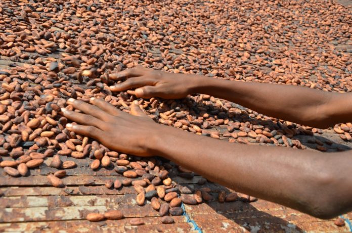 Programul Cocoa Life