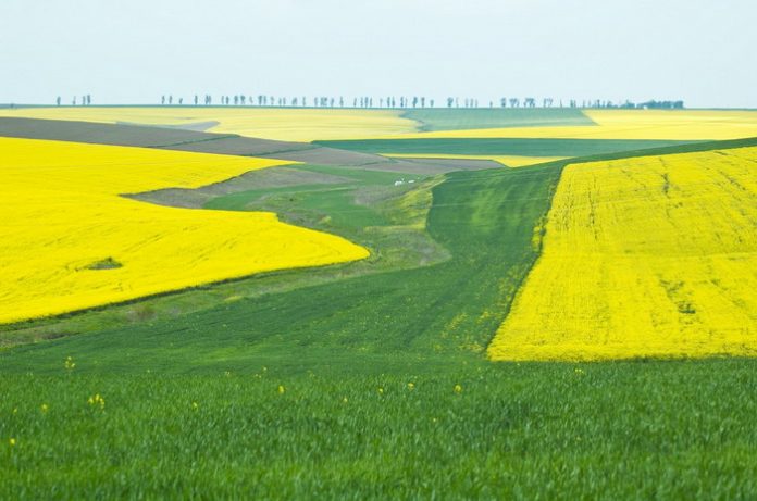 Podgoria_Adamclisi