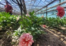 Sezamo: Bujorii generează 85% din vânzările noastre de flori din aprilie-iunie